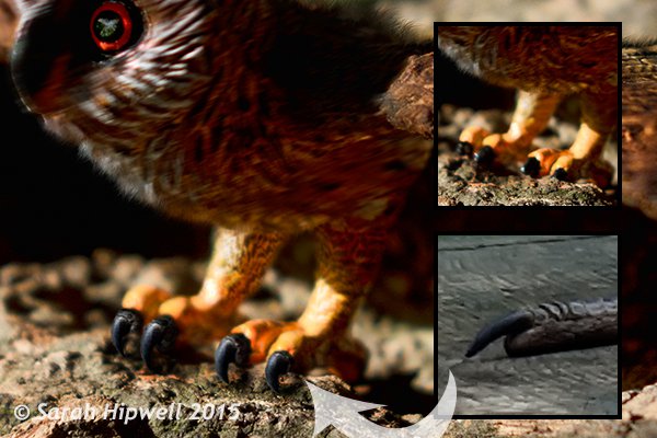 Owl-with-Heron-talons