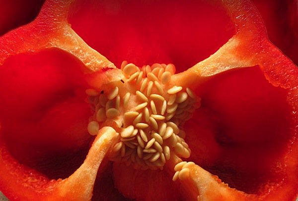 Photo-4-macro-red-pepper-speedlite.jpg Photo 4 macro red pepper speedlite