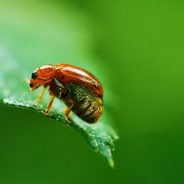Best Specialty Articles of 2014 on dPS: Macro, Street, and Night Photography