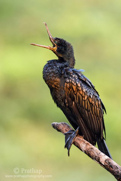 10-Double-Crested-Cormorant-Golden-Hours-Sunset-Bharatpur-Bird-Sanctuary-Keoladeo-National-Park-Best-Bird-Sanctuary-Nature-Wildlife-Bird-Photography-by-Prathap.jpg 10 Double Crested Cormorant Golden Hours Sunset Bharatpur Bird Sanctuary Keoladeo National Park Best Bird Sanctuary Nature Wildlife Bird Photography by Prathap