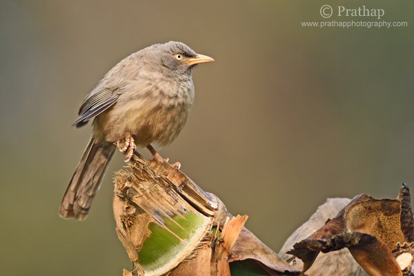 3-Jungle-Babbler-Shallow-Depth-of-Field-Bharatpur-Bird-Sanctuary-Keoladeo-National-Park-Nature-Wildlife-Bird-Photography-Prathap.jpg 3 Jungle Babbler Shallow Depth of Field Bharatpur Bird Sanctuary Keoladeo National Park Nature Wildlife Bird Photography Prathap