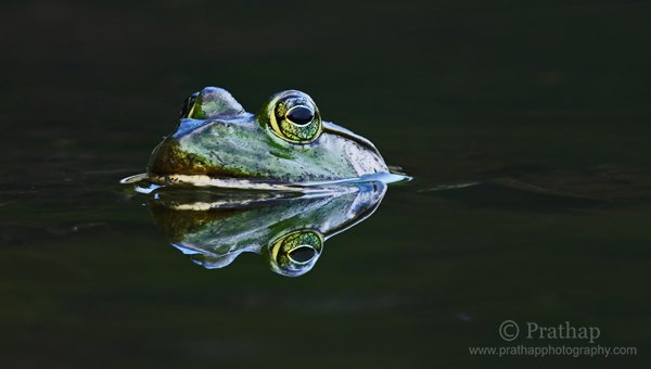 4-Perfect-Reflection-of-Frog-submerged-in-Water-Nature-Wildlife-Bird-Photography-by-Prathap.jpg 4 Perfect Reflection of Frog submerged in Water Nature Wildlife Bird Photography by Prathap