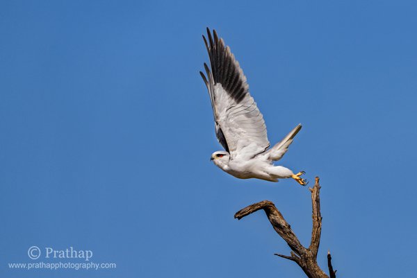 5-White-tailed-Kite-Taking-Off-in-Bharatpur-Bird-Sanctuary-Keoladeo-National-Park-Best-Bird-Sanctuary-Rajasthan-Nature-Wildlife-Bird-Photography-by-Prathap.jpg 5 White tailed Kite Taking Off in Bharatpur Bird Sanctuary Keoladeo National Park Best Bird Sanctuary Rajasthan Nature Wildlife Bird Photography by Prathap