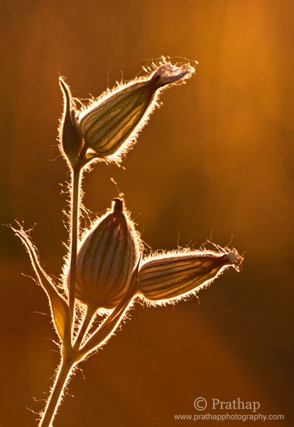 6-Painting-with-Light-Art-in-Nature-Backlit-flowers-in-Golden-Hours-of-Sunset-Nature-Wildlife-Bird-Photography-by-Prathap.jpg 6 Painting with Light Art in Nature Backlit flowers in Golden Hours of Sunset Nature Wildlife Bird Photography by Prathap