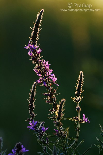 9-Backlit-Flowers-in-Golden-Hours-in-Sunset-Rollins-Savannas-Forest-Preserve-Gryaslake-IL-Nature-Macro-Wildlife-Bird-Photography-by-Prathap.jpg 9 Backlit Flowers in Golden Hours in Sunset Rollins Savannas Forest Preserve Gryaslake IL Nature Macro Wildlife Bird Photography by Prathap
