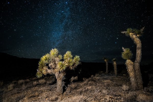 Joshua Trees in Death Valley