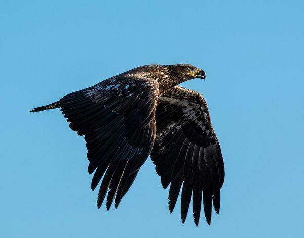 This juvenile Bald Eagle was captured in bright mid day light. Focal Length: 450mm, 1/1000th of a second, f/6.3, ISO 320
