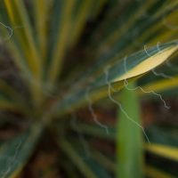 Writer’s Favorite Lens: 50mm f/1.8