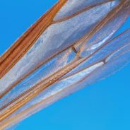 University of Texas crowdfunding project will release macro images into public domain