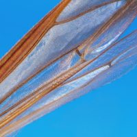 University of Texas crowdfunding project will release macro images into public domain