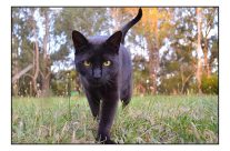 Black Panther in the Southern Highlands :)