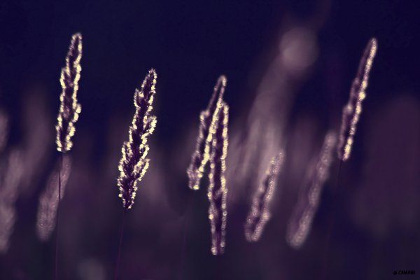 Seyed Mostafa Zamani