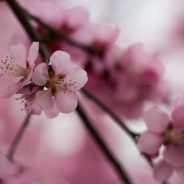 Weekly Photography Challenge â€“ Spring