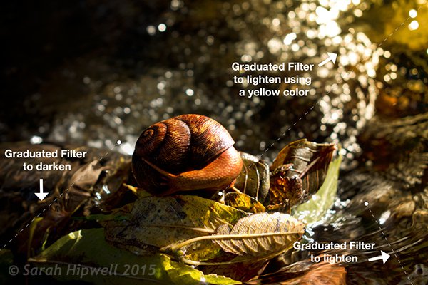 Snail with Graduated Filter effects