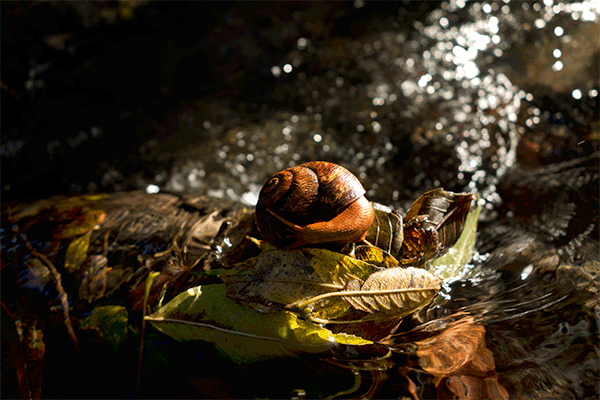 Snail animated gif