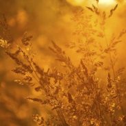 Finding the Best Quality of Light During the Day