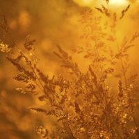 Finding the Best Quality of Light During the Day