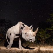 Turn your DSLR Camera into a Wildlife Camera Trap
