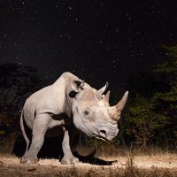 Turn your DSLR Camera into a Wildlife Camera Trap