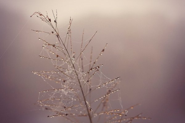 Low contrast is another situation that tends to confuse autofocus systems; your eyes can better differentiate between the subject and the background.