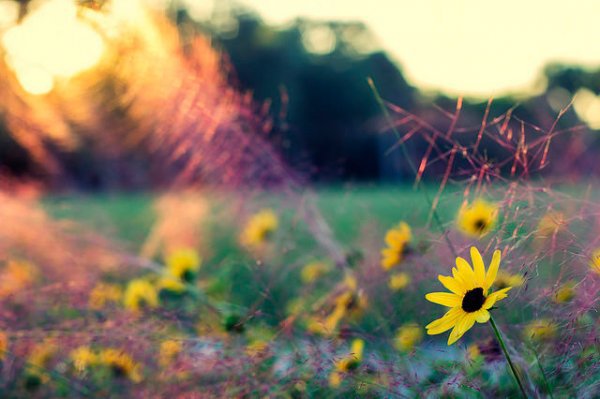 A photo like this gives the autofocus system too many options to get the depth of field exactly right.