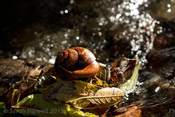 snail