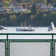 Sony FE 24-240mm f/3.5-6.3 OSS real-world samples posted