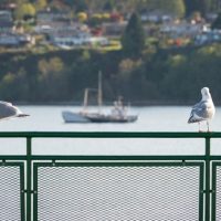 Sony FE 24-240mm f/3.5-6.3 OSS real-world samples posted