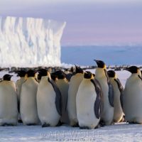Art Wolfe: In search of Emperor Penguins in Antarctica