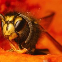 Lighting for Macro Photography