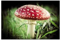Looking for Fairies