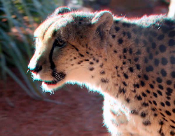 OziRig_CA_Cheetah_High_Contrast.jpg OziRig CA Cheetah High Contrast