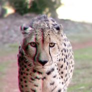 Chromatic Aberration â€“ What is it and How to Avoid it