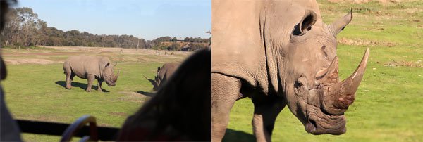 OziRig_Rhino_CA_Recrop.jpg OziRig Rhino CA Recrop