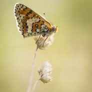Tips for Photographing Butterflies