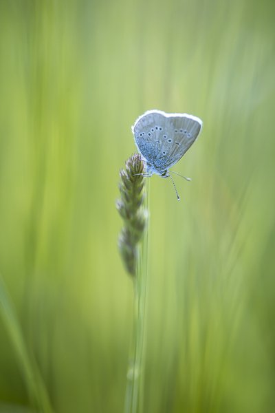 butterfly-2.jpg Butterfly 2
