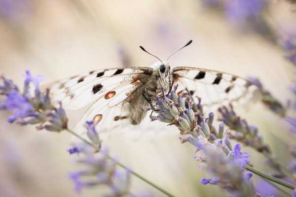 butterfly-3.jpg Butterfly 3