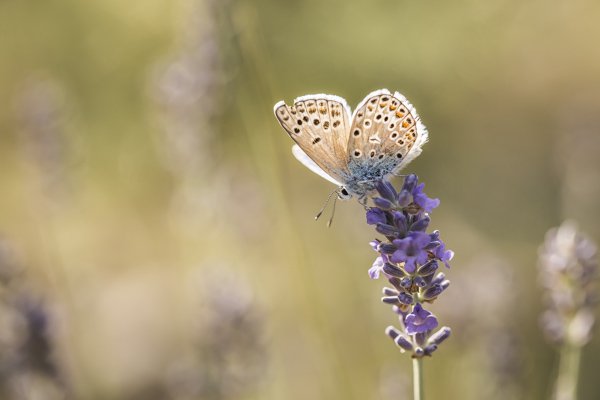 butterfly-4.jpg Butterfly 4