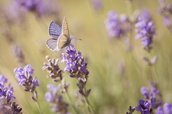 butterfly-5.jpg Butterfly 5
