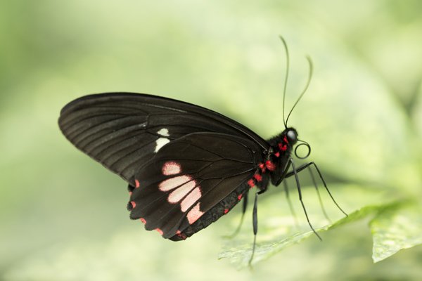 butterfly-6.jpg Butterfly 6