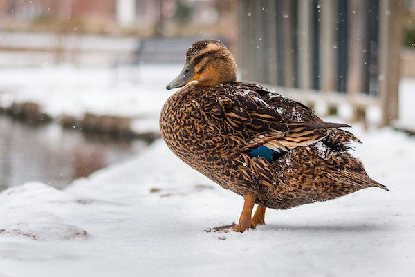 duck