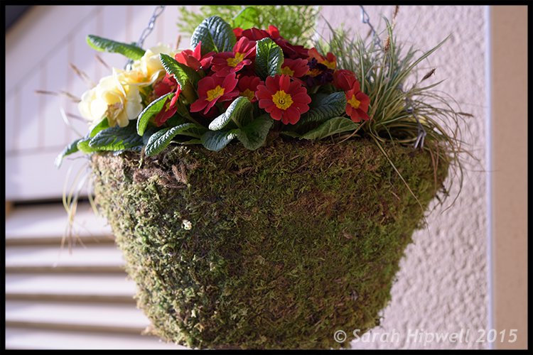 hanging-basket-flowers