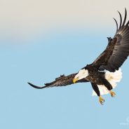 10 Surefire Tips for Photographing Birds in Flight