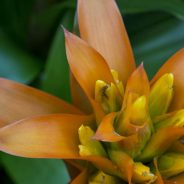 How to Give Your Macro Photography a Fine Art Touch in Post-Processing