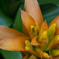 How to Give Your Macro Photography a Fine Art Touch in Post-Processing