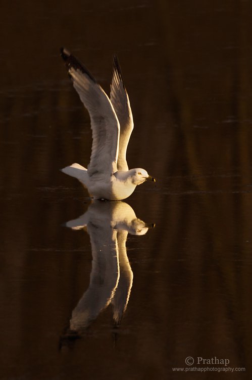 Perfect Reflection of a Seagull Taking off during  Sunset in a Lake in Grayslake, IL, US. I love the reflection in this slightly frozen lake and the white plumage of the Seagull contrasting against the dark background.