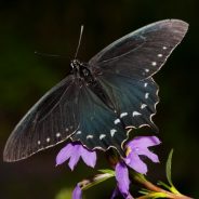 5 Creative Macro Photography Ideas that Really Work