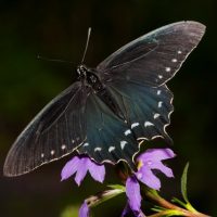 5 Creative Macro Photography Ideas that Really Work