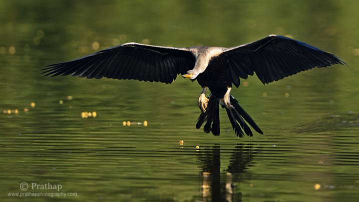 Birds in Flight Photography