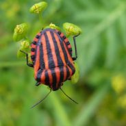 Weekly Photography Challenge â€“ Get Buggy With It